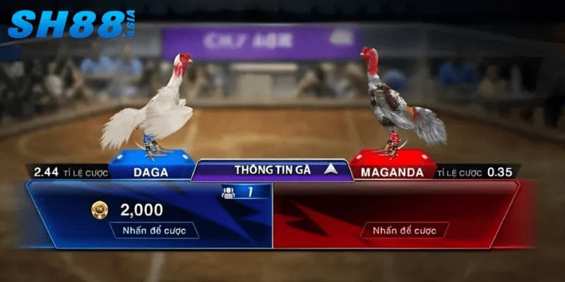 Đá gà SH88 - Sàn đấu của các chiến kê dũng mãnh 2026